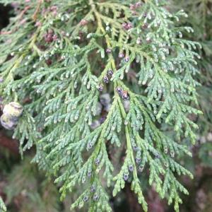 Cupressus lawsoniana A.Murray (Cyprès de Lawson)