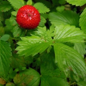 Photographie n°268609 du taxon Duchesnea indica (Andrews) Focke