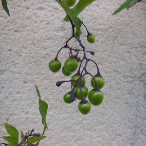 Photographie n°268622 du taxon Solanum dulcamara L.