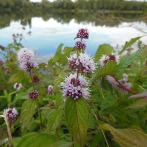 Photographie n°268629 du taxon Mentha aquatica L.