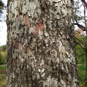 Photographie n°268707 du taxon Sorbus torminalis (L.) Crantz [1763]