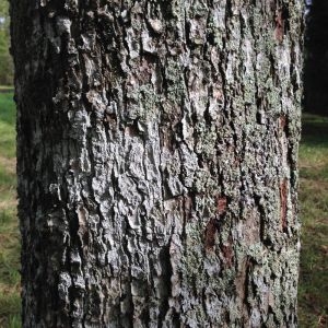 Photographie n°268709 du taxon Sorbus torminalis (L.) Crantz [1763]