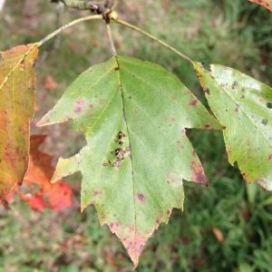 Photographie n°268713 du taxon Sorbus torminalis (L.) Crantz [1763]