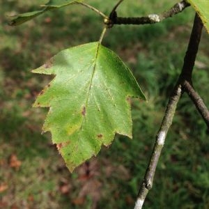 Photographie n°268714 du taxon Sorbus torminalis (L.) Crantz [1763]