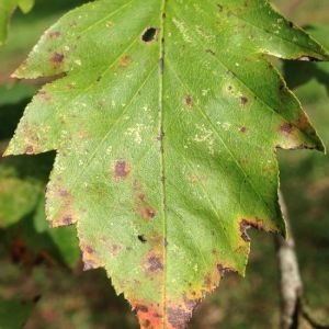 Photographie n°268715 du taxon Sorbus torminalis (L.) Crantz [1763]
