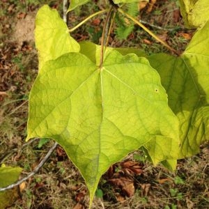 Photographie n°268726 du taxon Catalpa bignonioides Walter [1788]