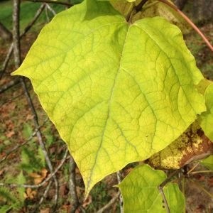 Photographie n°268727 du taxon Catalpa bignonioides Walter [1788]