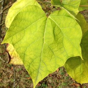 Photographie n°268729 du taxon Catalpa bignonioides Walter [1788]