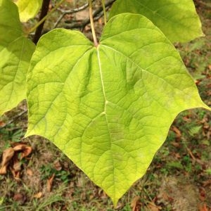 Photographie n°268730 du taxon Catalpa bignonioides Walter [1788]