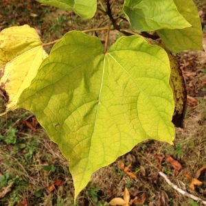 Photographie n°268731 du taxon Catalpa bignonioides Walter [1788]