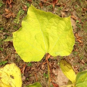 Photographie n°268732 du taxon Catalpa bignonioides Walter [1788]