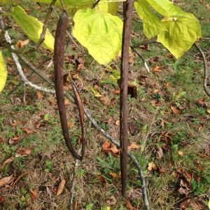 Photographie n°268733 du taxon Catalpa bignonioides Walter [1788]