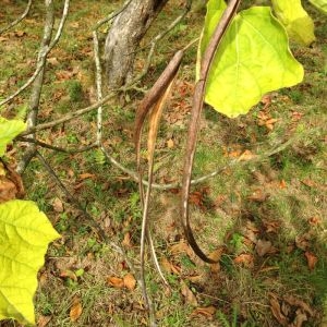 Photographie n°268736 du taxon Catalpa bignonioides Walter [1788]