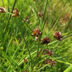 Photographie n°268772 du taxon Juncus bulbosus L. [1753]