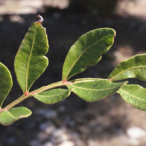 Photographie n°268796 du taxon Pistacia lentiscus L. [1753]