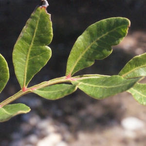 Photographie n°268797 du taxon Pistacia lentiscus L. [1753]