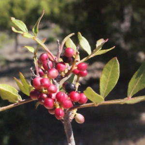 Photographie n°268804 du taxon Pistacia lentiscus L. [1753]