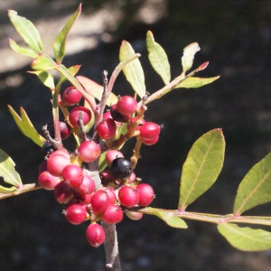 Photographie n°268805 du taxon Pistacia lentiscus L. [1753]