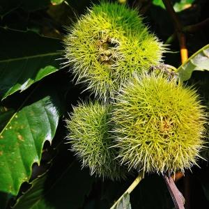 Photographie n°268874 du taxon Castanea sativa Mill. [1768]