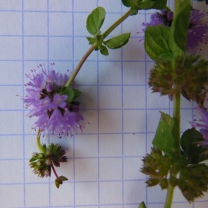 Photographie n°268912 du taxon Mentha pulegium L.