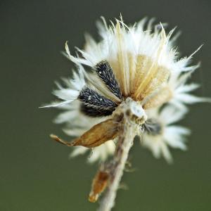 Photographie n°268930 du taxon Galinsoga quadriradiata Ruiz & Pav. [1798]