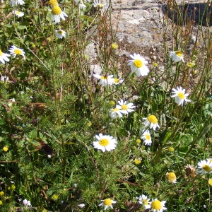 Photographie n°268931 du taxon Anthemis cotula L. [1753]