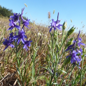 Photographie n°268962 du taxon Delphinium verdunense Balb. [1813]