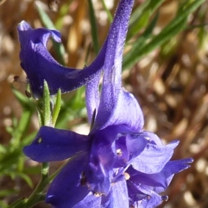 Delphinium verdunense Balb. (Dauphinelle de Bresse)