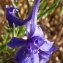  Ans Gorter - Delphinium verdunense Balb. [1813]