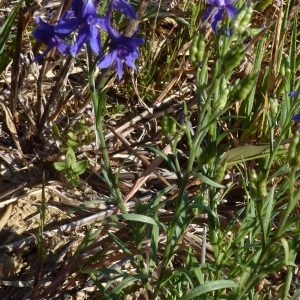 Photographie n°268968 du taxon Delphinium verdunense Balb. [1813]