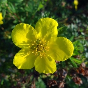 Photographie n°269023 du taxon Potentilla grandiflora L. [1753]