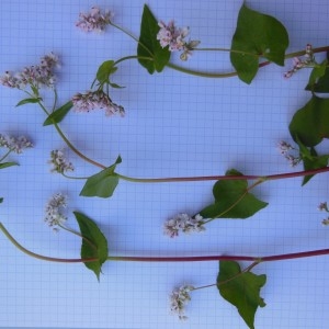 Photographie n°269031 du taxon Fagopyrum esculentum Moench