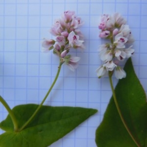 Photographie n°269032 du taxon Fagopyrum esculentum Moench