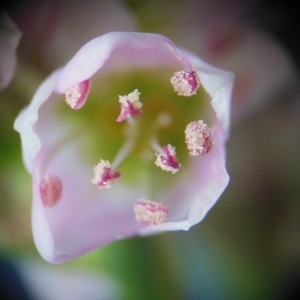 Photographie n°269033 du taxon Fagopyrum esculentum Moench