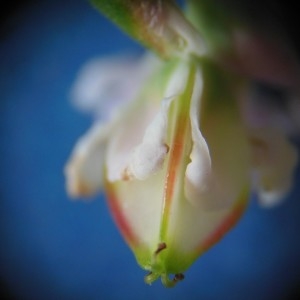 Photographie n°269036 du taxon Fagopyrum esculentum Moench