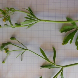 Photographie n°269037 du taxon Ranunculus sceleratus L.