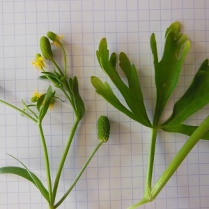 Photographie n°269038 du taxon Ranunculus sceleratus L.