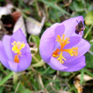 Photographie n°269116 du taxon Crocus nudiflorus Sm. [1798]