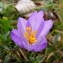  Jean-Claude Calais - Crocus nudiflorus Sm. [1798]