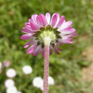 Photographie n°269138 du taxon Bellis perennis L. [1753]