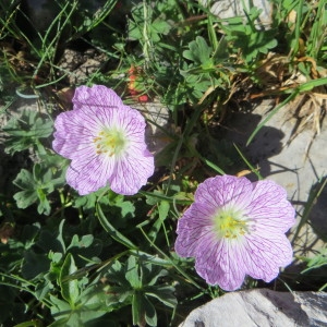 Photographie n°269148 du taxon Geranium cinereum Cav. [1787]