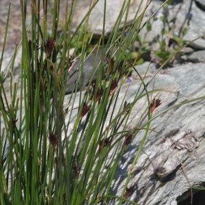 Photographie n°269174 du taxon Juncus jacquinii L. [1767]