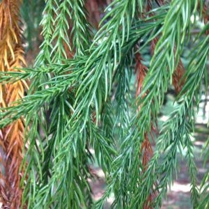 Cupressus japonica L.f. (Cèdre du Japon)