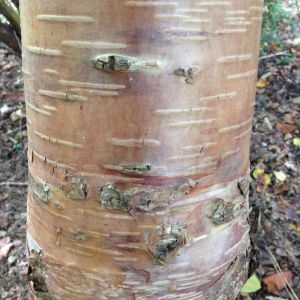 Betula ermanii Cham.