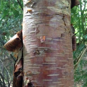 Photographie n°269230 du taxon Betula ermanii Cham. [1831]