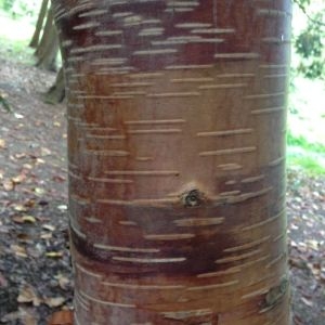 Photographie n°269232 du taxon Betula ermanii Cham. [1831]