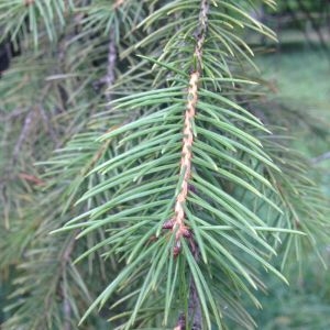 Photographie n°269245 du taxon Picea wilsonii Mast. [1903]
