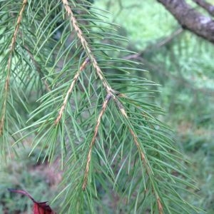 Picea wilsonii Mast.