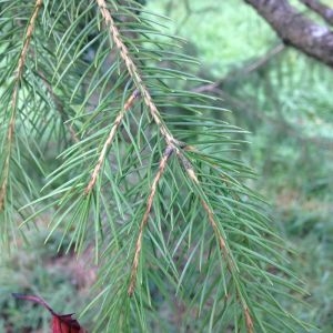 Photographie n°269247 du taxon Picea wilsonii Mast. [1903]