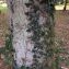  Pierre Bonnet - Quercus pyrenaica Willd. [1805]
